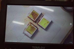BMW ヘッドライト修理　黄ばみ除去とLED交換
